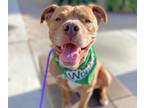 Adopt WONTON* a Staffordshire Bull Terrier