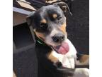 Adopt Brownie a American Staffordshire Terrier