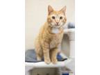 Adopt Carl a Tabby