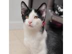 Adopt Elijah a Domestic Short Hair