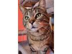 Adopt Little Boy a Domestic Short Hair