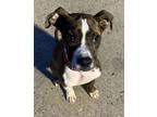 Adopt Bruno a Boxer