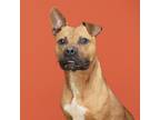 Adopt Murphy a American Staffordshire Terrier, Mixed Breed