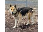 Adopt Max a German Shepherd Dog, Mixed Breed