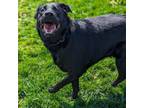 Adopt Ace a Black Labrador Retriever