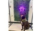Adopt Soldier-NOW LOCAL a Pit Bull Terrier, Labrador Retriever