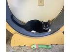 Adopt Obi-Wan a Domestic Short Hair