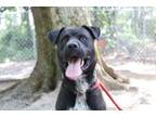 Adopt Juan a Labrador Retriever, Mixed Breed