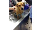 Adopt Bosley a Terrier