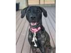 Adopt Caspian a Plott Hound, Mixed Breed