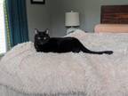 Adopt Mr. Wayne The Great Explorer a Domestic Short Hair