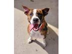Adopt Willy a Boxer