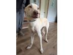 Adopt Denver a Labrador Retriever, Catahoula Leopard Dog