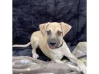 Adopt Stretch Armstrong a Black Mouth Cur