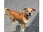 Adopt Diesel a Boxer, Retriever
