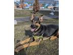 Adopt Tao a German Shepherd Dog