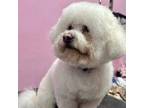 Adopt Louis #428 a Bichon Frise