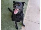 Adopt Doug a Labrador Retriever
