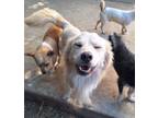 Adopt STANN a Spaniel, Eskimo Dog