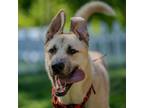 Adopt Aidan a Anatolian Shepherd