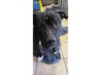 Adopt Bruiser a Pit Bull Terrier