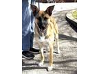 Adopt Bliss a Black Mouth Cur