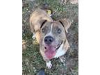 Adopt Yo-Yo BAC-A- 602 a Pit Bull Terrier
