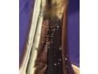 King 602 Brass Bb Cornet