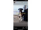 Adopt Fiona a Black - with Tan, Yellow or Fawn Dachshund / Mixed dog in San