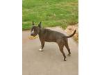 Adopt Atlas a Brindle - with White Staffordshire Bull Terrier / Mixed dog in