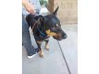 Adopt GEORGE a Black - with Brown, Red, Golden, Orange or Chestnut Rottweiler /