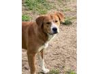 Adopt Paul Newman a Red/Golden/Orange/Chestnut - with White Golden Retriever /