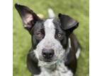Adopt KAI a Australian Cattle Dog / Blue Heeler