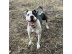 Adopt Taco Bell a Boxer, Mixed Breed