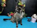 Adopt Saige a Siamese, Domestic Short Hair