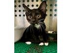 Adopt Ella a Domestic Short Hair