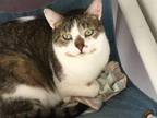 Adopt Lucy a Domestic Short Hair