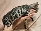 Poseidon Silver Rosetted Male Gray Collar
