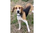 Adopt Daffodil a Treeing Walker Coonhound