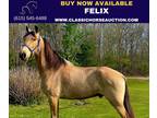 Buckskin Tennessee Walking Horse