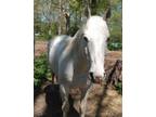 Registered AQHA stud farm selling out