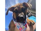 Adopt Queen B Adoption Pending a Beagle, Black Mouth Cur