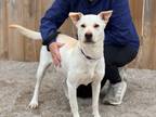 Adopt Chickpea a Labrador Retriever, Mixed Breed