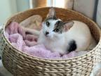Adopt Ruby a Oriental Short Hair