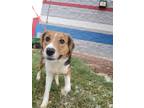 Adopt SMIRK a Border Collie, Mixed Breed