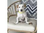 Adopt JOLINE a Dachshund