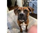Adopt Daisy a Boxer