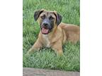 Adopt Tabbee a Shepherd, Terrier