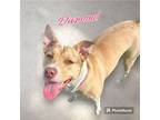 Adopt MOCHI/DIAMOND a Pit Bull Terrier, Husky