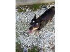 Adopt Kitty a Australian Cattle Dog / Blue Heeler
